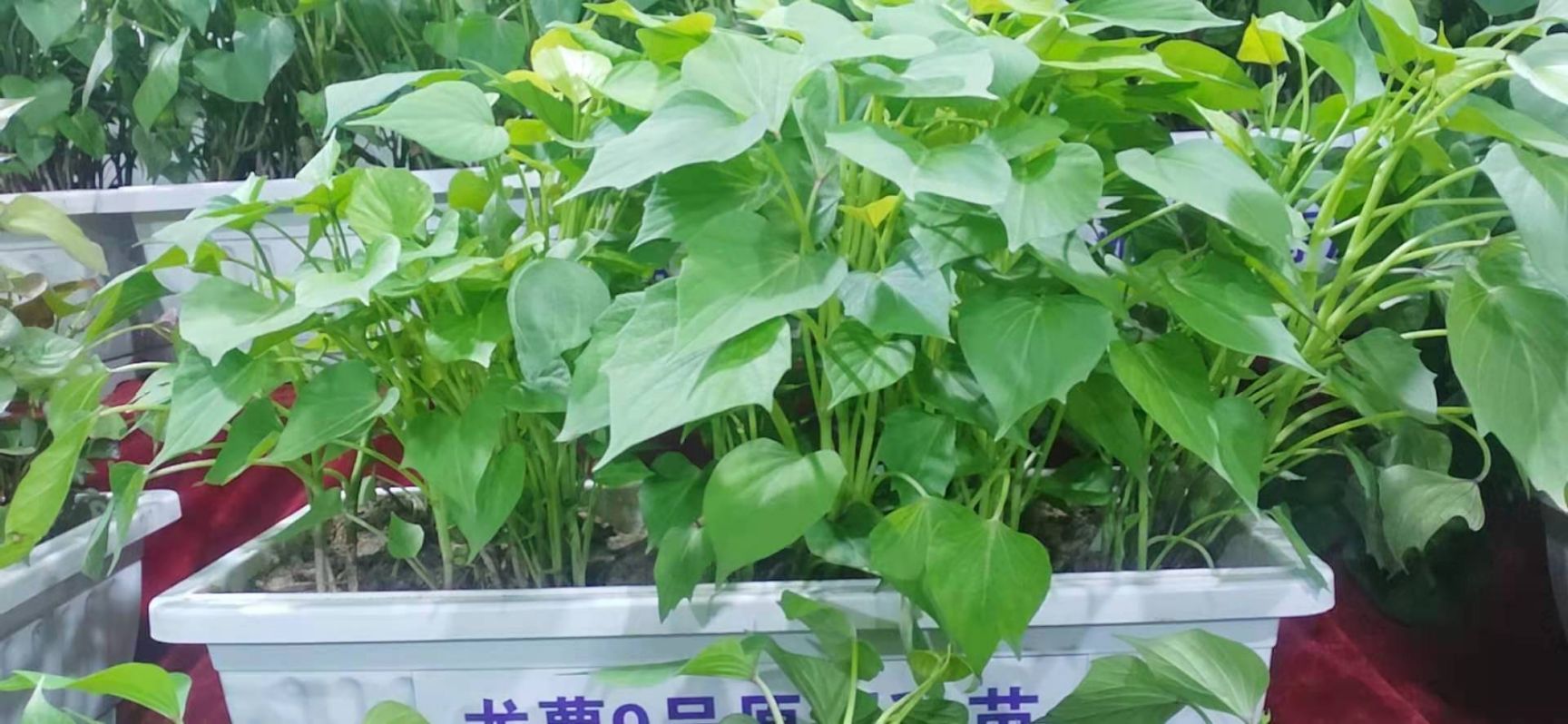 禹州市烟薯25号红薯苗 大量供应红薯苗，品种有商薯19 西瓜红  烟薯25  龙九