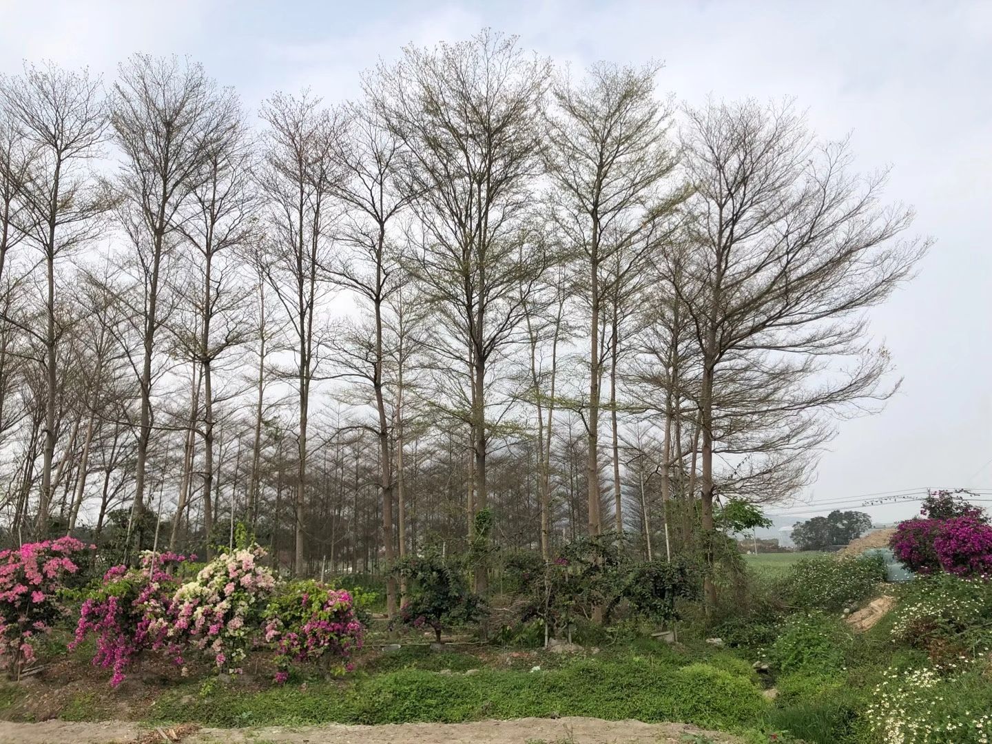 锦叶榄仁