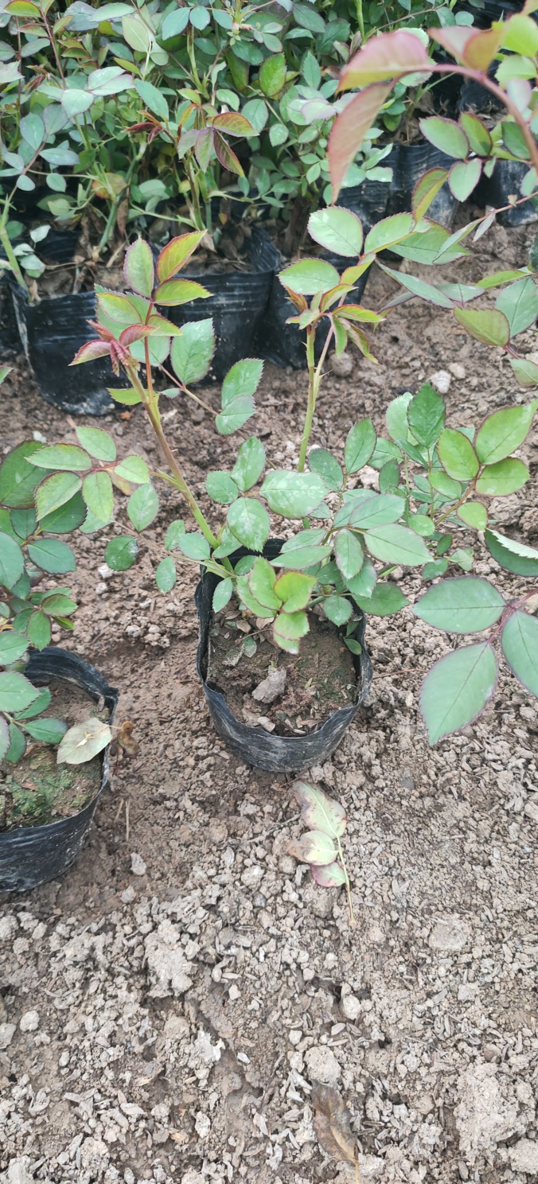 青州丰花月季种植基地