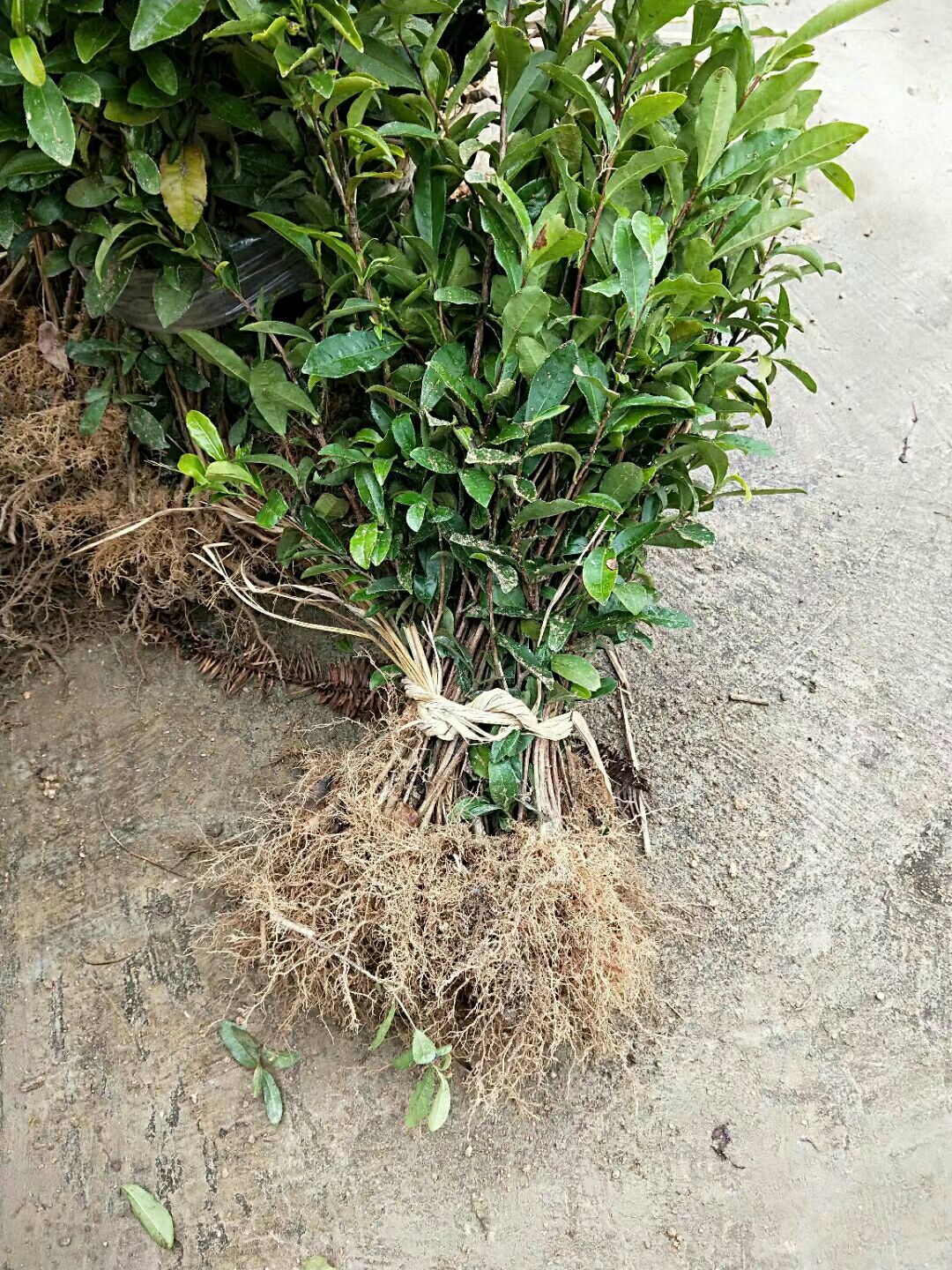 乌牛早茶苗 茶叶苗 乌牛早两年苗根系好