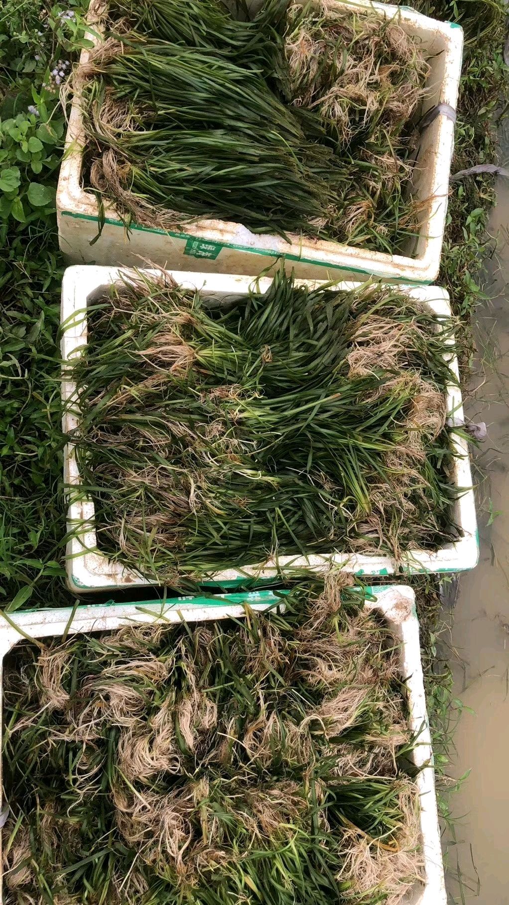 苦草