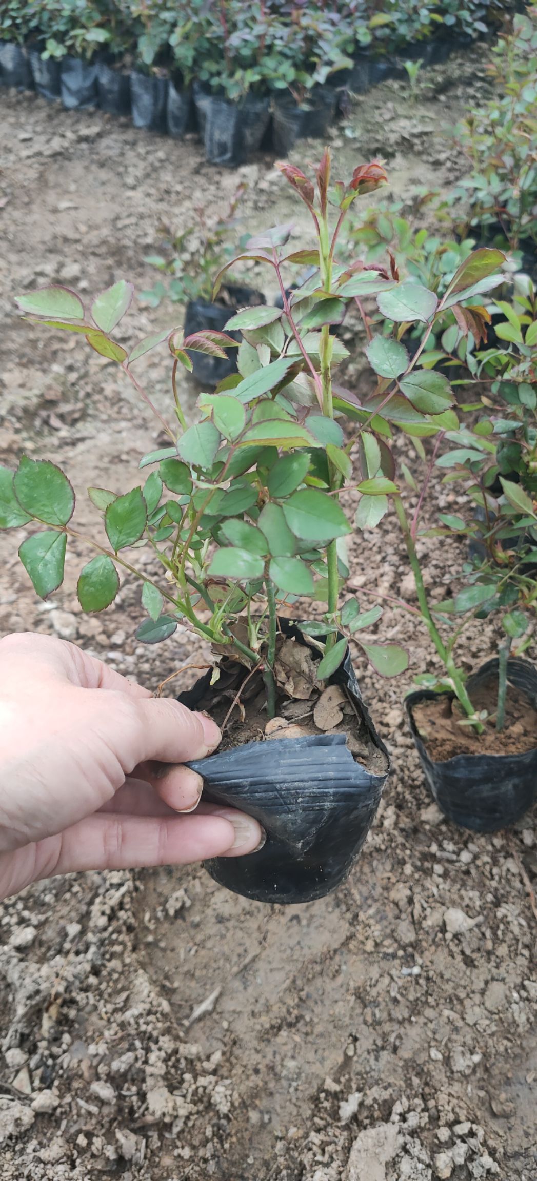 青州丰花月季种植基地