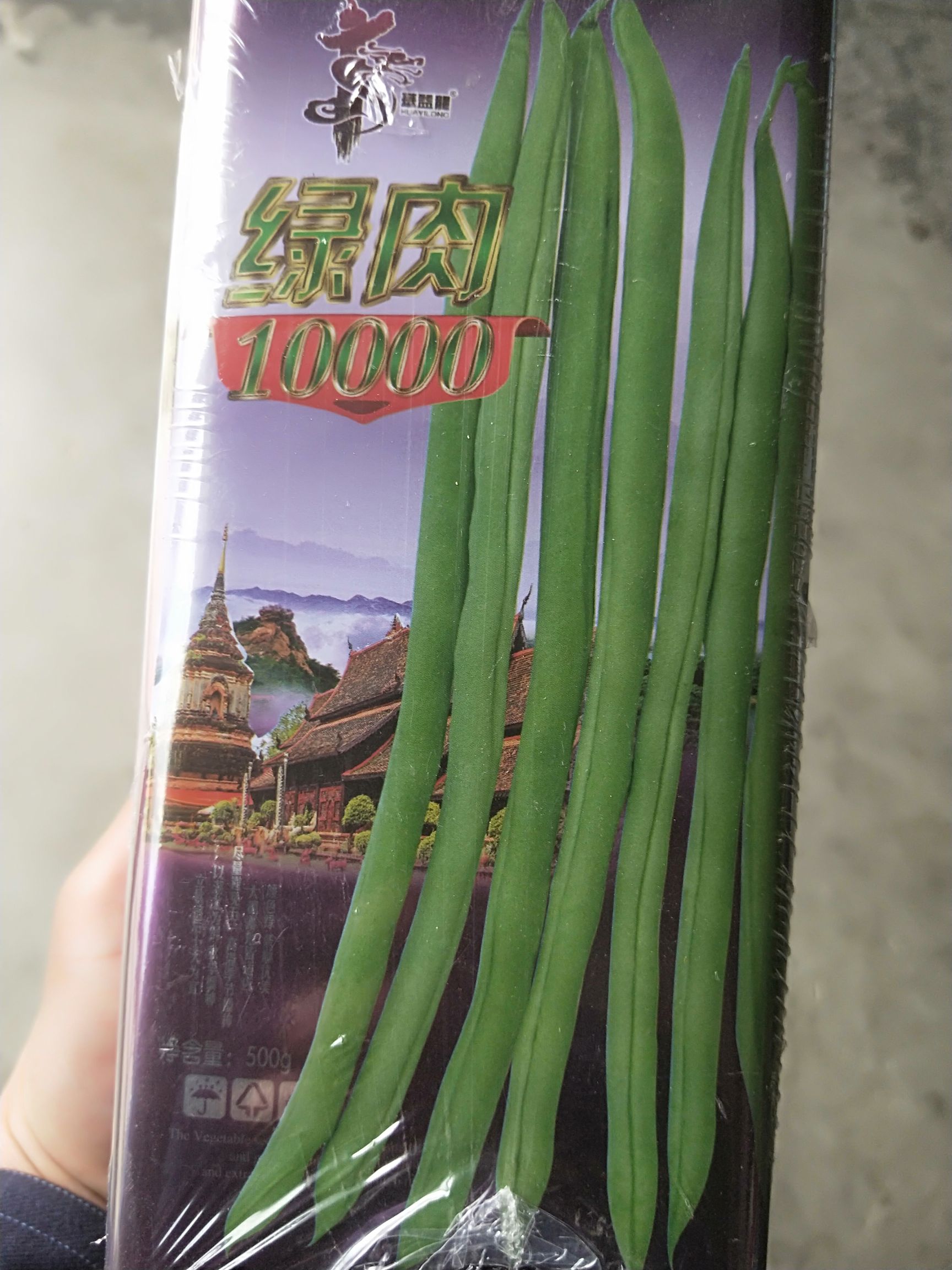 夏邑县华钻四季豆 春秋均可种植，产量高，
