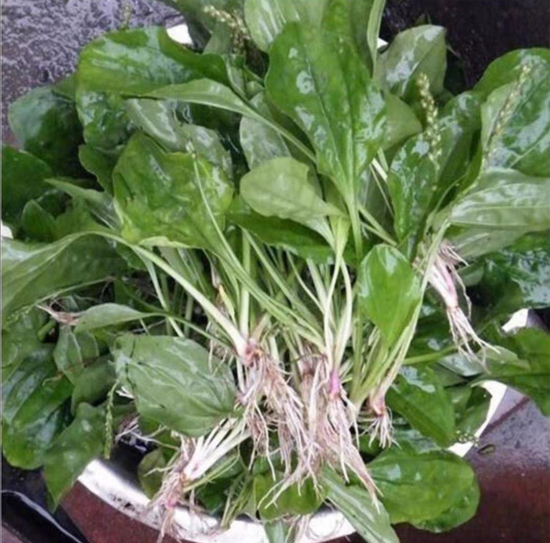 车前草种子 纯新种子发芽高 免费提供种植技术 可回收产品