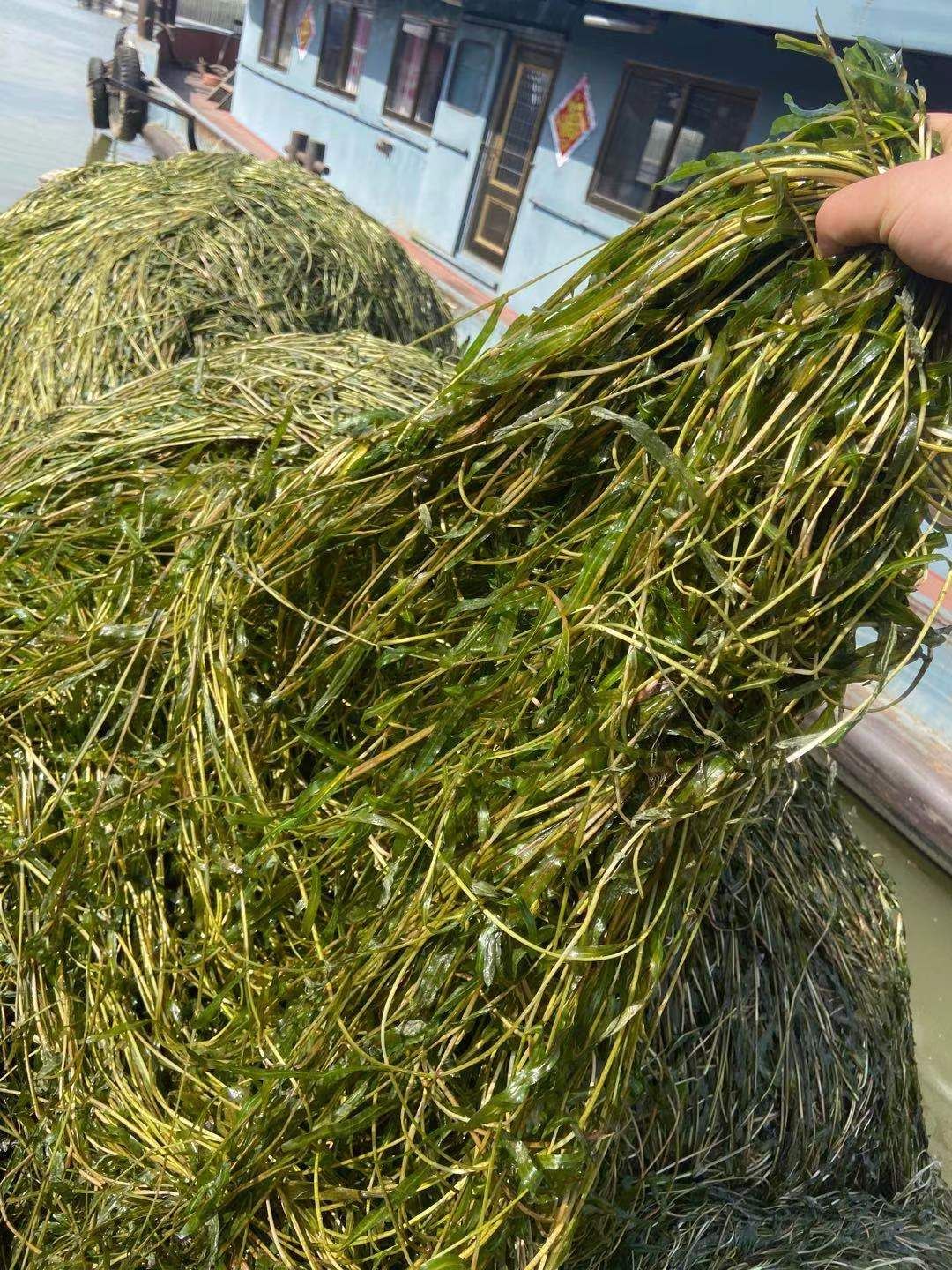 苦草