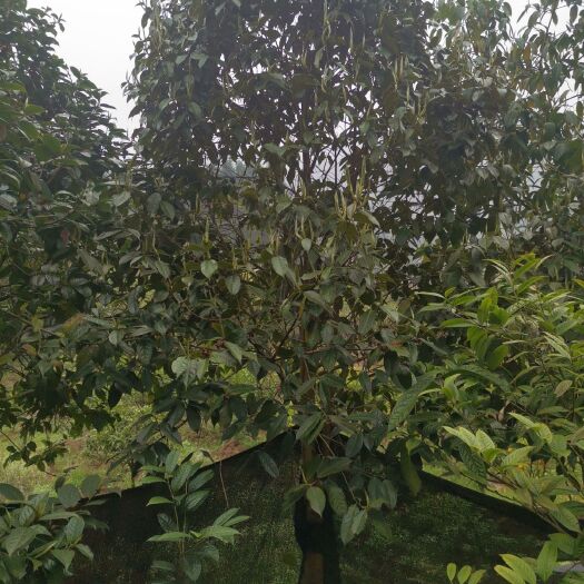 全州县大果红花油茶 出售大果红花油树