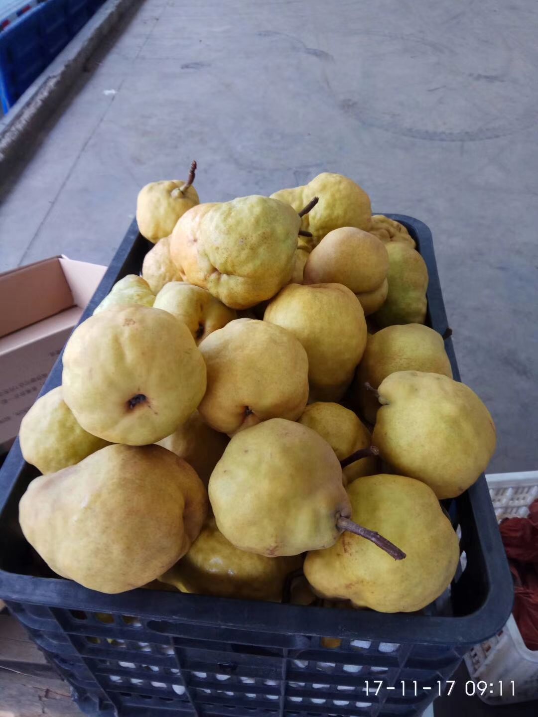  正宗盘克汉姆文登丑梨苗便宜热卖！