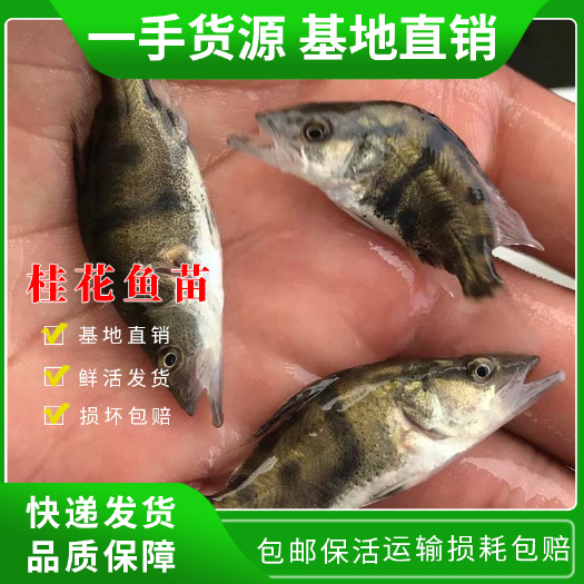 中山市鳜鱼苗  桂花鱼苗 翘嘴鱖鱼苗