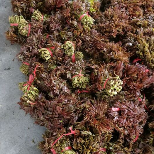 新泰市红油香椿   2025年3月底香椿芽上市，欢迎各地批发商洽谈