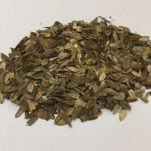 广州百日草种子  百日草