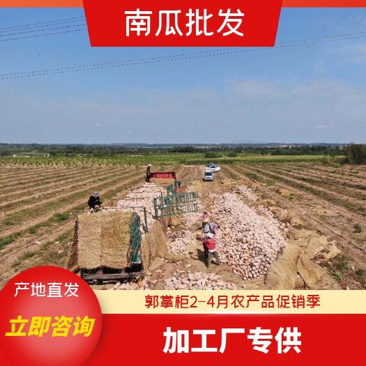 南宁蜜本南瓜  广西密本差点瓜，斑点瓜，小瓜