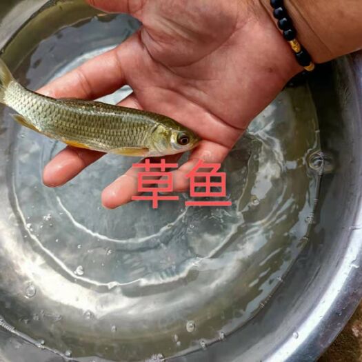 富顺县草鱼苗 