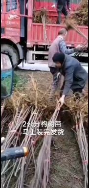 太康县组培构树苗绿化工程苗101精品构树苗0.5－15公分苗圃直供