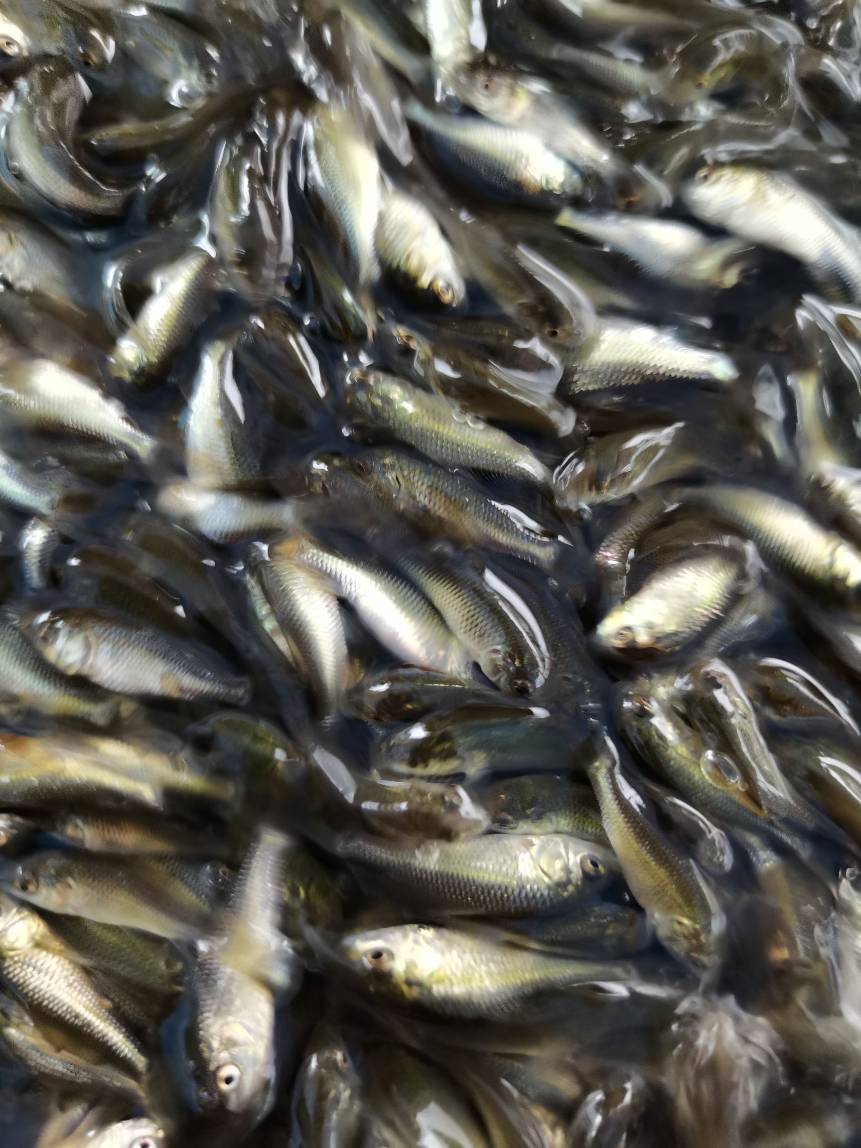 鱼苗，鲫鱼苗，