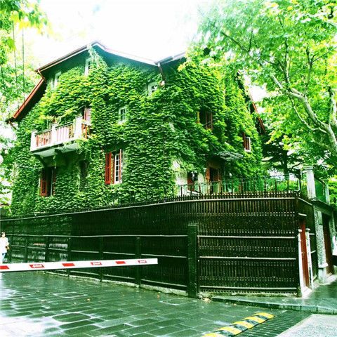  爬山虎种子，五叶地锦爬山虎种子，三叶爬山虎种子。