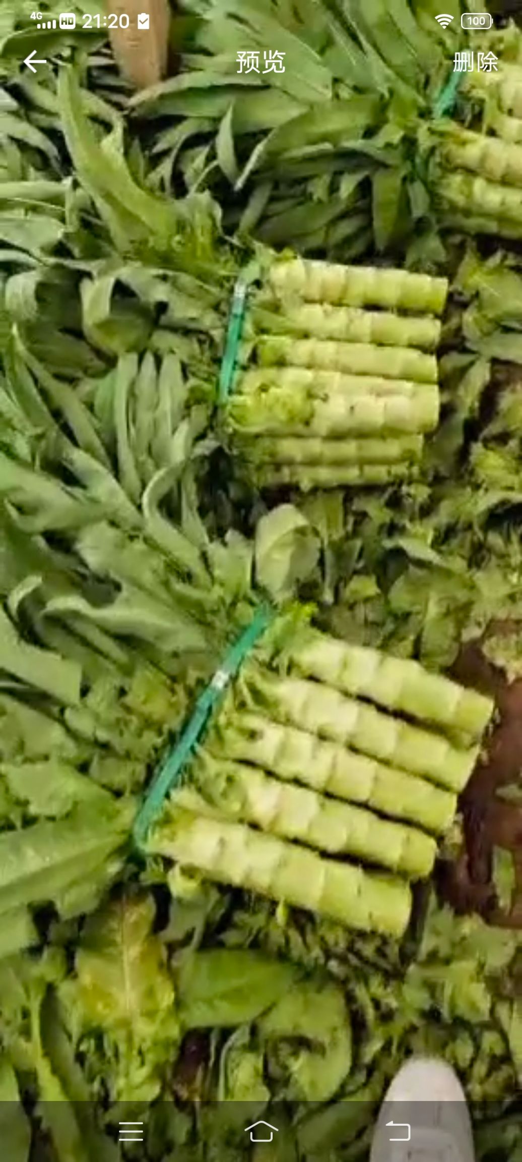 大叶韭菜 河北廊坊香河大量蔬菜，上市欢迎前来合作
