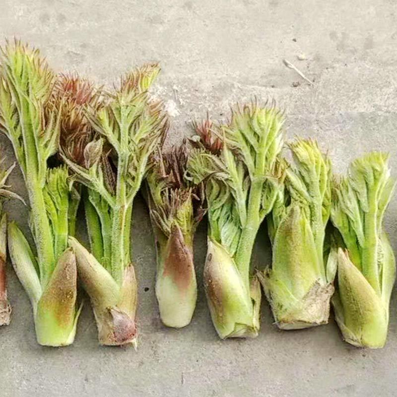 刺老芽新鲜嫩嫩的刺老芽现采欢迎对接合作共赢