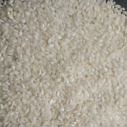 大米 国产老桂朝米 粉米