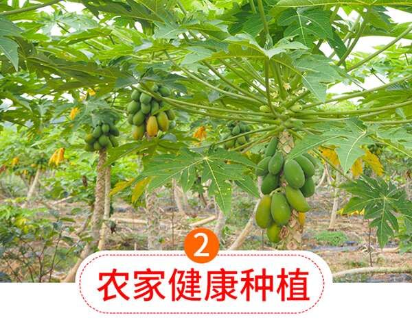 红心牛奶木瓜 非常甜一件代发