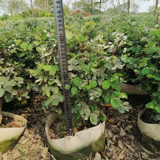 广州白雪木 雪花木  10斤袋