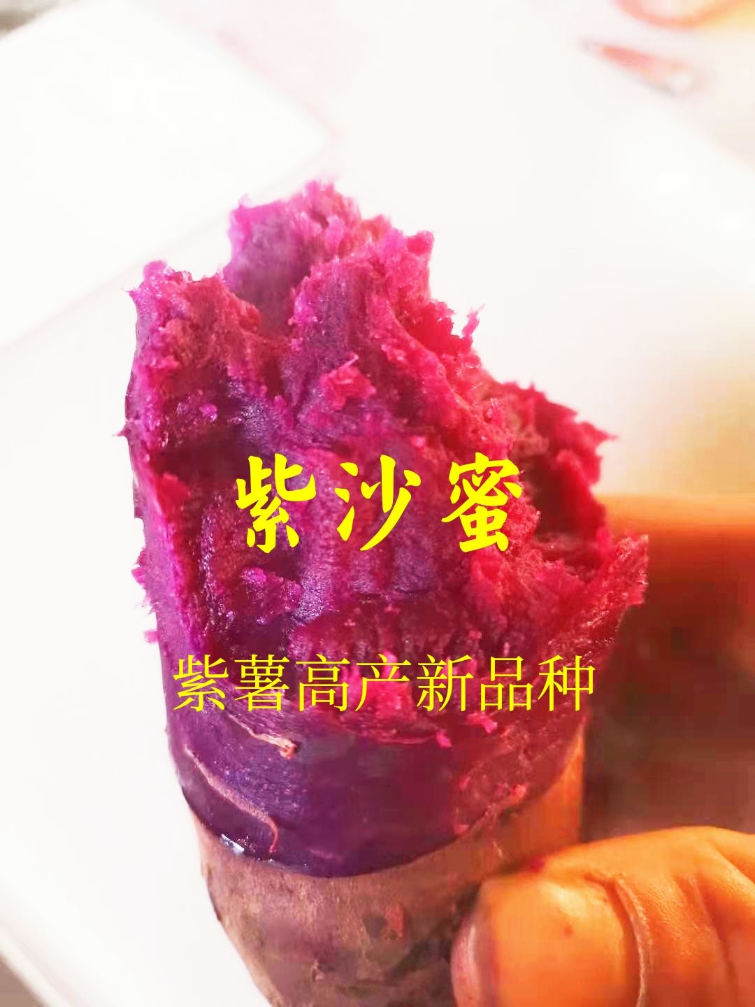 临沂紫薯种紫薯苗，紫沙蜜，紫水晶，紫罗兰高产好吃