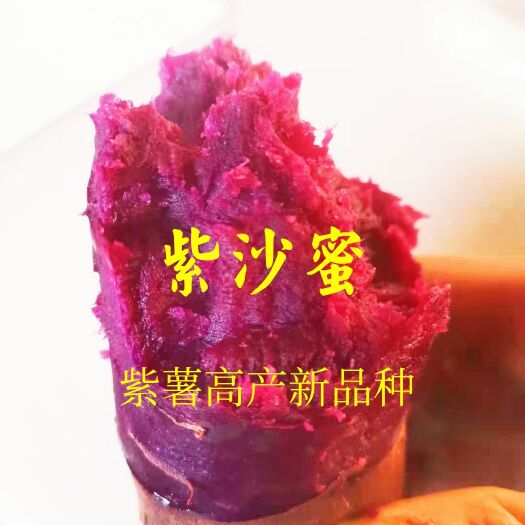 临沂紫薯种紫薯苗，紫沙蜜，紫水晶，紫罗兰高产好吃