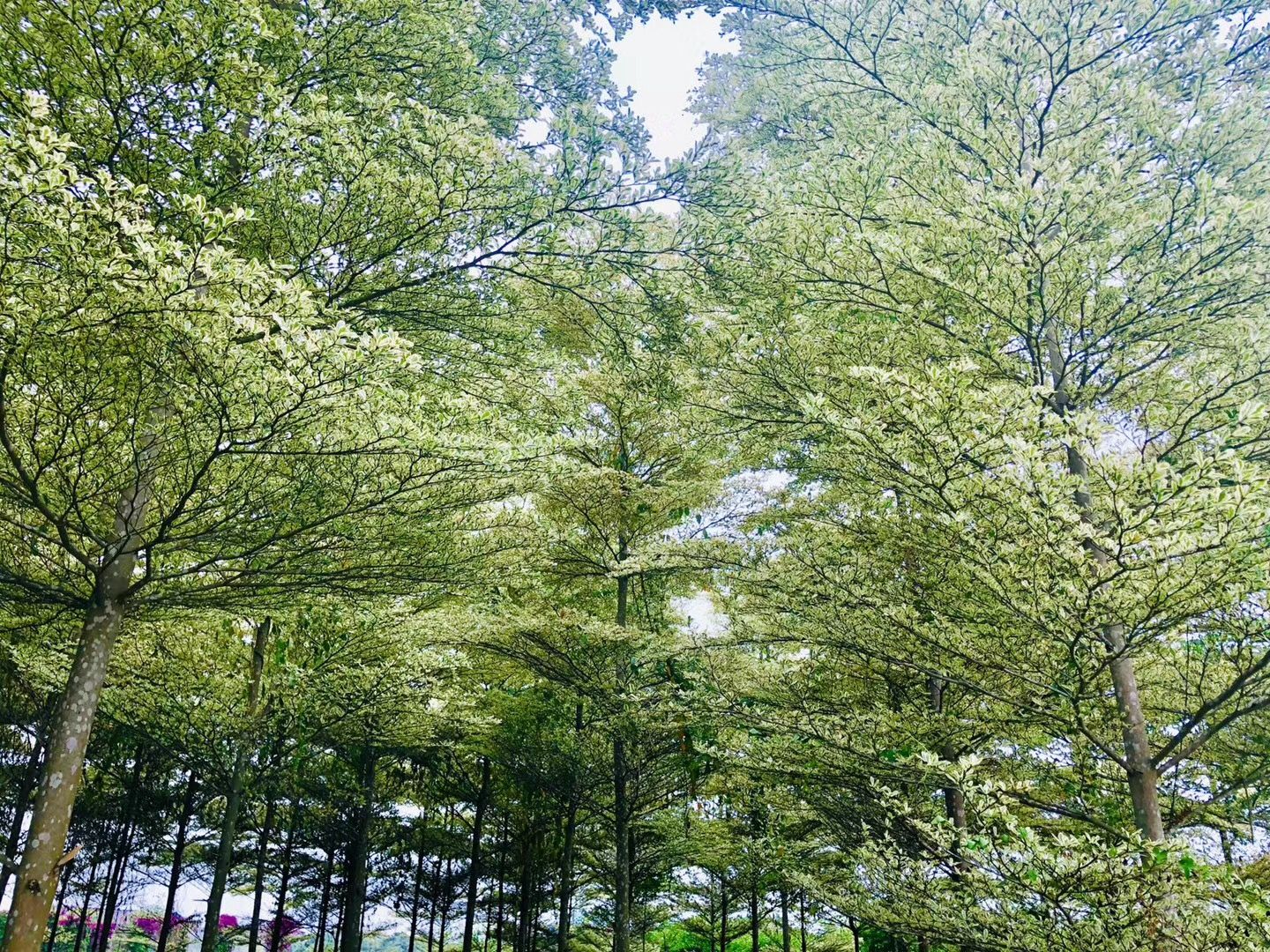 锦叶榄仁