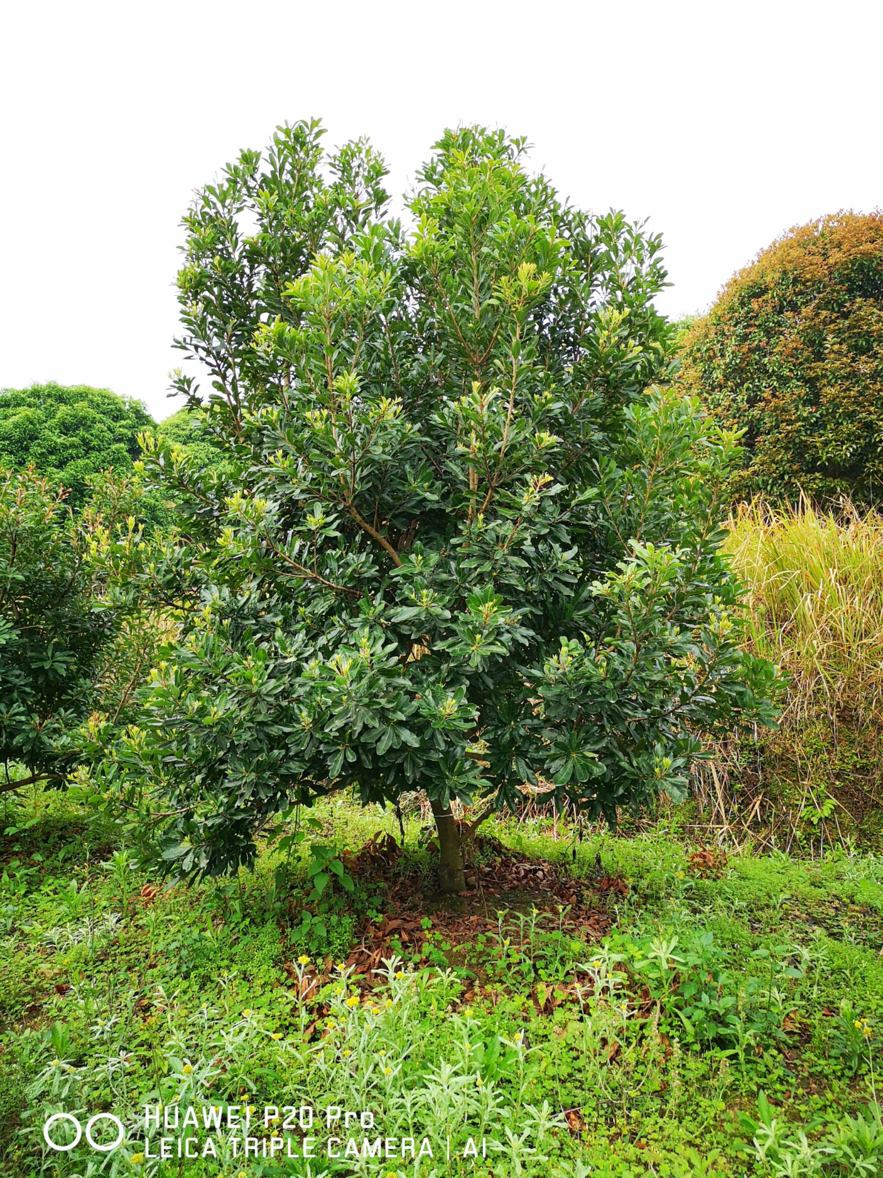 杨梅树  断根（熟苗）