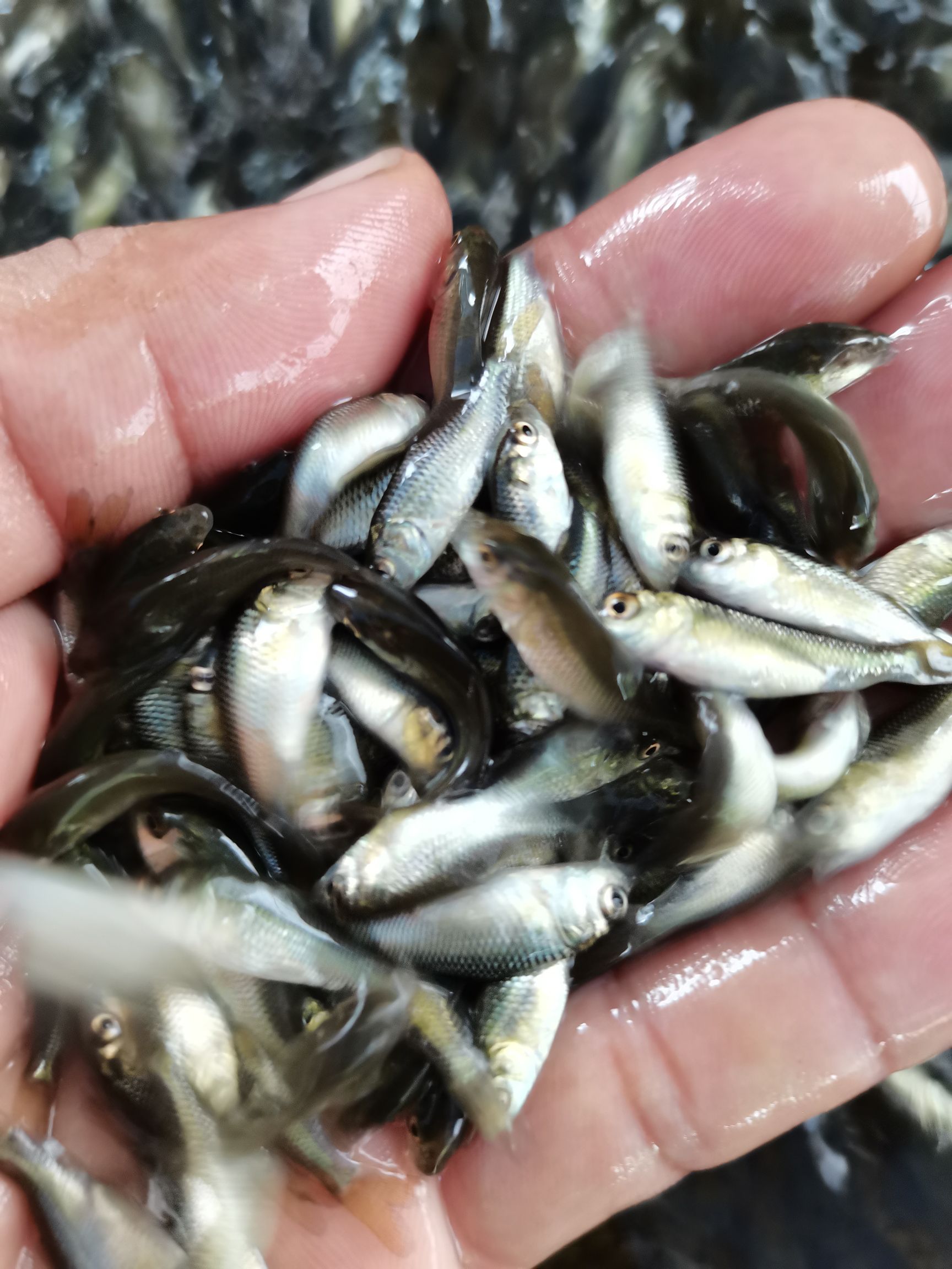 鱼苗，鲫鱼苗，