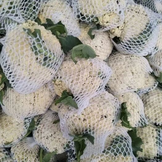 郯城县白花菜花  菜花  山东郯城红花镇有机花菜大量上市中
