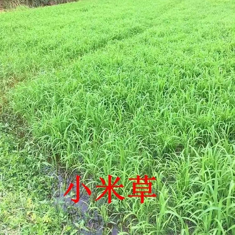 伊樂藻，輪葉黑藻，四季苦草，各種款式養(yǎng)殖龍蝦水草