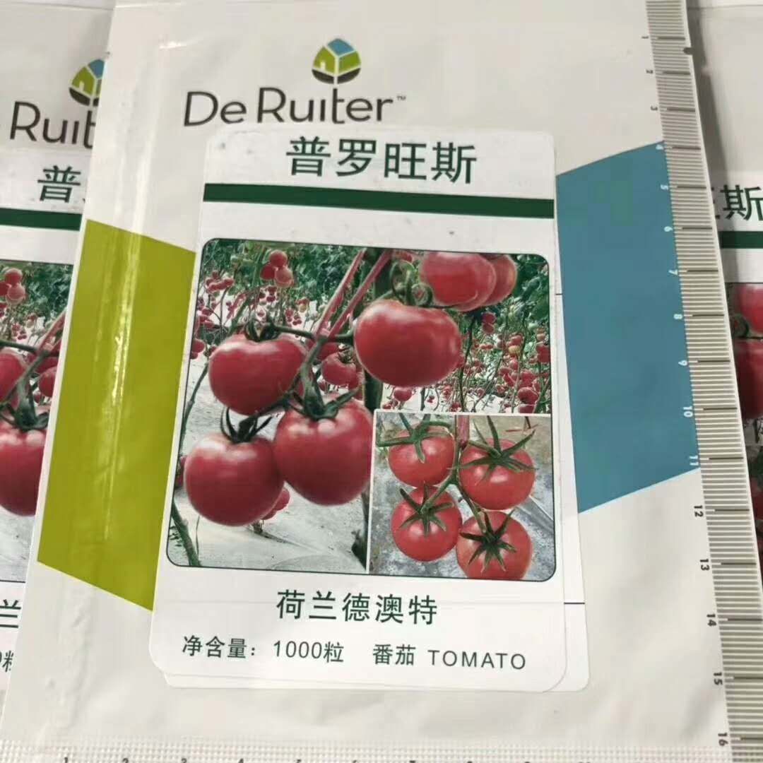 毛粉番茄苗  沙瓤软粉西红柿普罗旺斯正品种苗供应