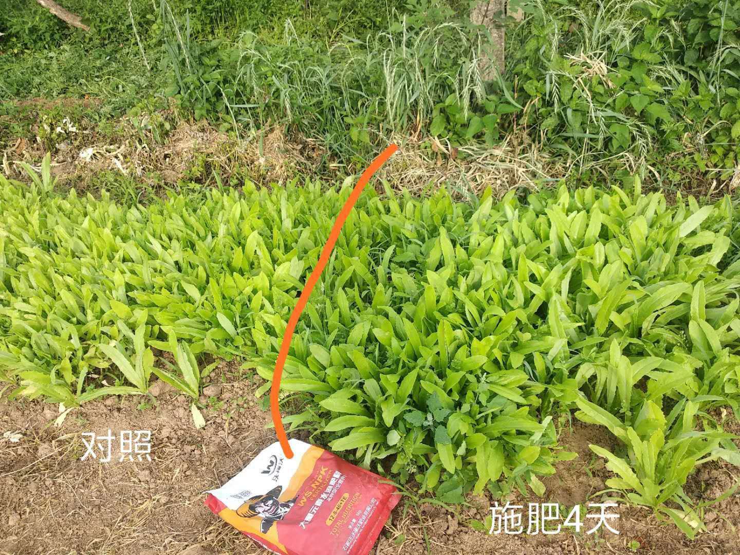 钾肥  大量元素水溶肥高钾型    膨果转色   补充营养全面