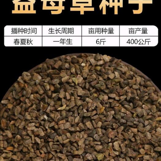 安国市益母草种子 纯新采收包发芽 种植简单适应能力强 提供技术