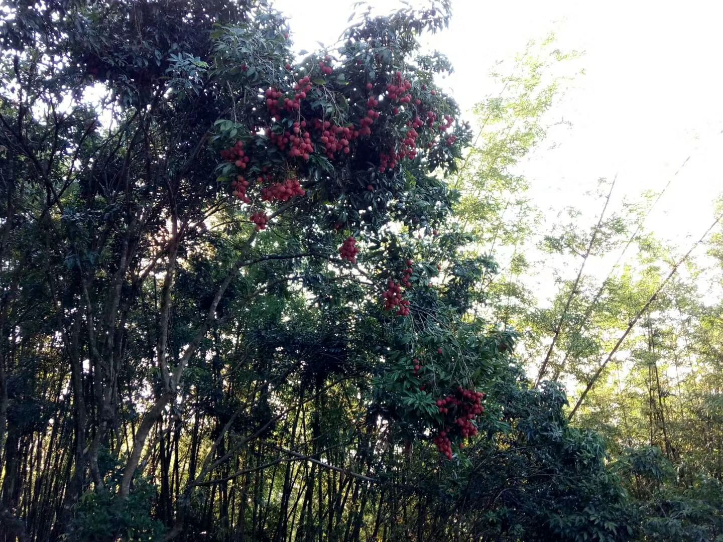 白蜡荔枝 身外是张花红被，轻纱薄锦玉团儿，入囗甘美，齿颊留香
