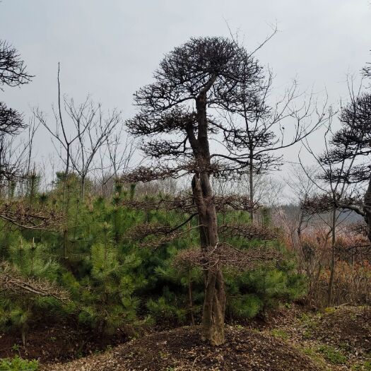 潢川县造型三角枫