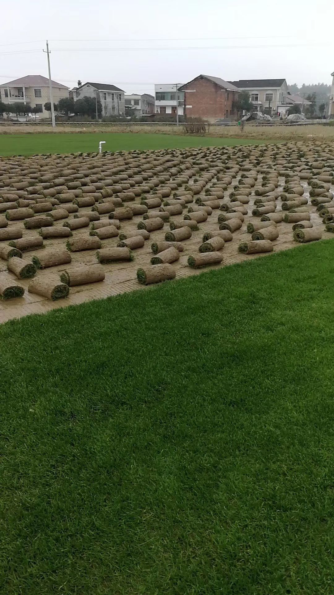 百慕大  马尼拉 果岭草 四季青 狗牙根