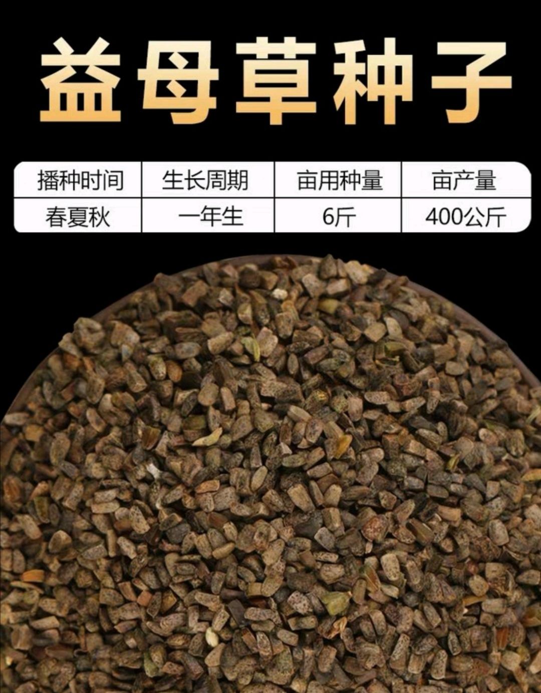 益母草种子 精选包发芽 包邮 种植简单适应能力强 提供技术