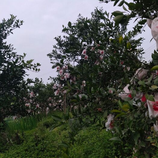 夹江县新鲜耙耙柑，还有一万斤在树上，没有冻伤的坏果，欢迎来地里采摘