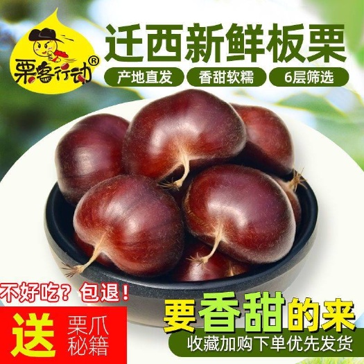 迁西县迁西板栗  迁西生板栗生栗子燕山油栗子新鲜板栗生新鲜超值