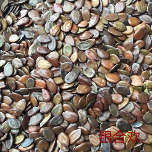 广州合欢种子  银合欢