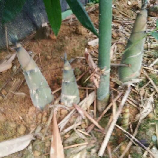 钦州鲜竹荪  新鲜嫩竹笋