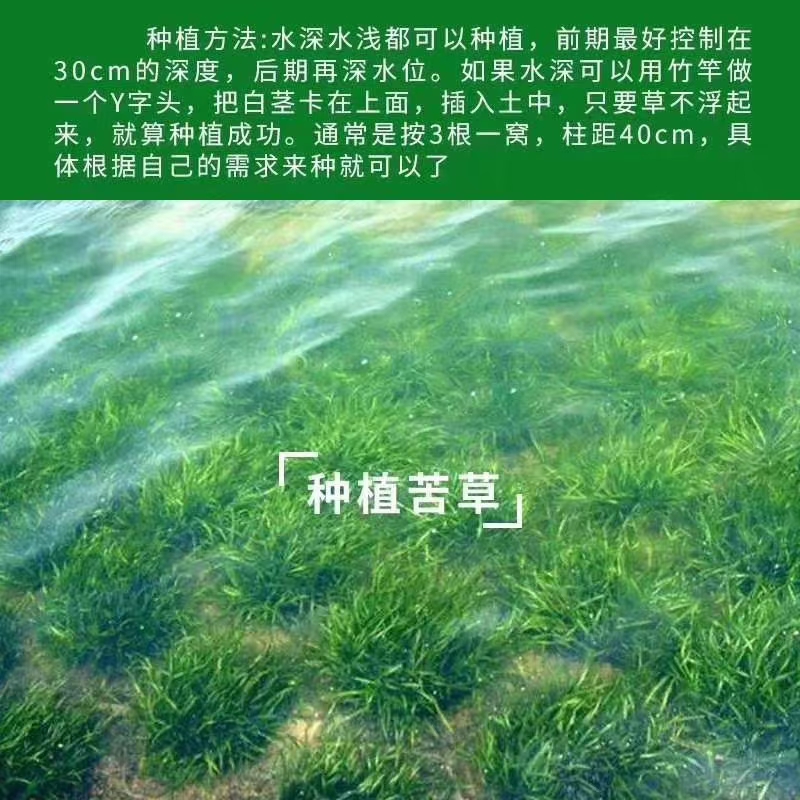 伊樂藻，輪葉黑藻，四季苦草，各種款式養(yǎng)殖龍蝦水草