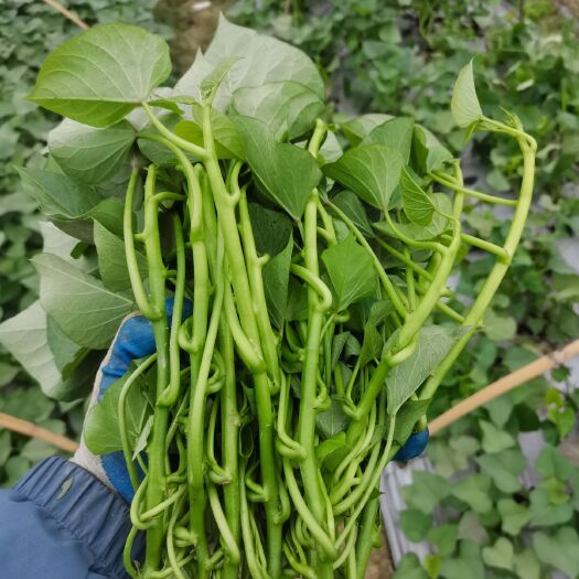 肇庆黄心红薯 玛莎莉
