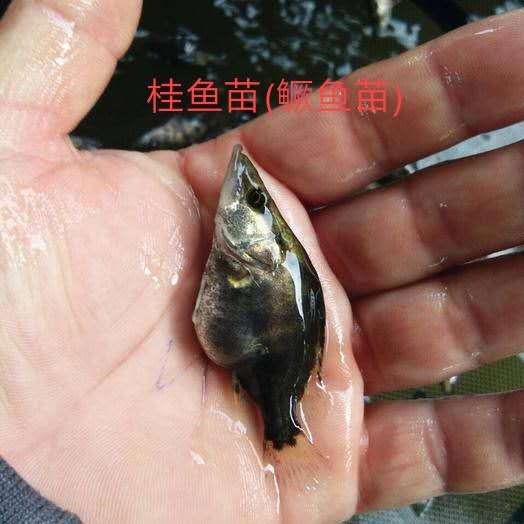 桂鱼苗(鳜鱼苗)(桂花鱼苗)鱼苗，洪湖本地养殖土塘鱼，适应强