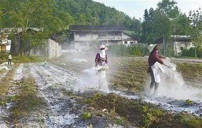 生石灰粉农田消毒杀菌改善土壤