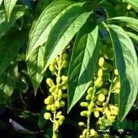 上杭县 中草药 黄花倒水莲 黄花远志 观音串 月子餐滋补茶 补益