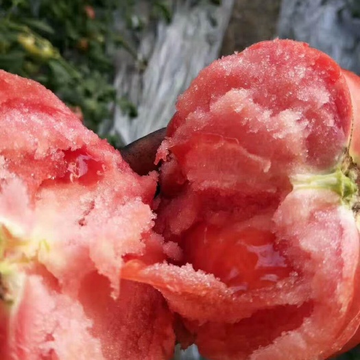 寿光市毛粉番茄苗  沙瓤软粉西红柿普罗旺斯正品种苗供应