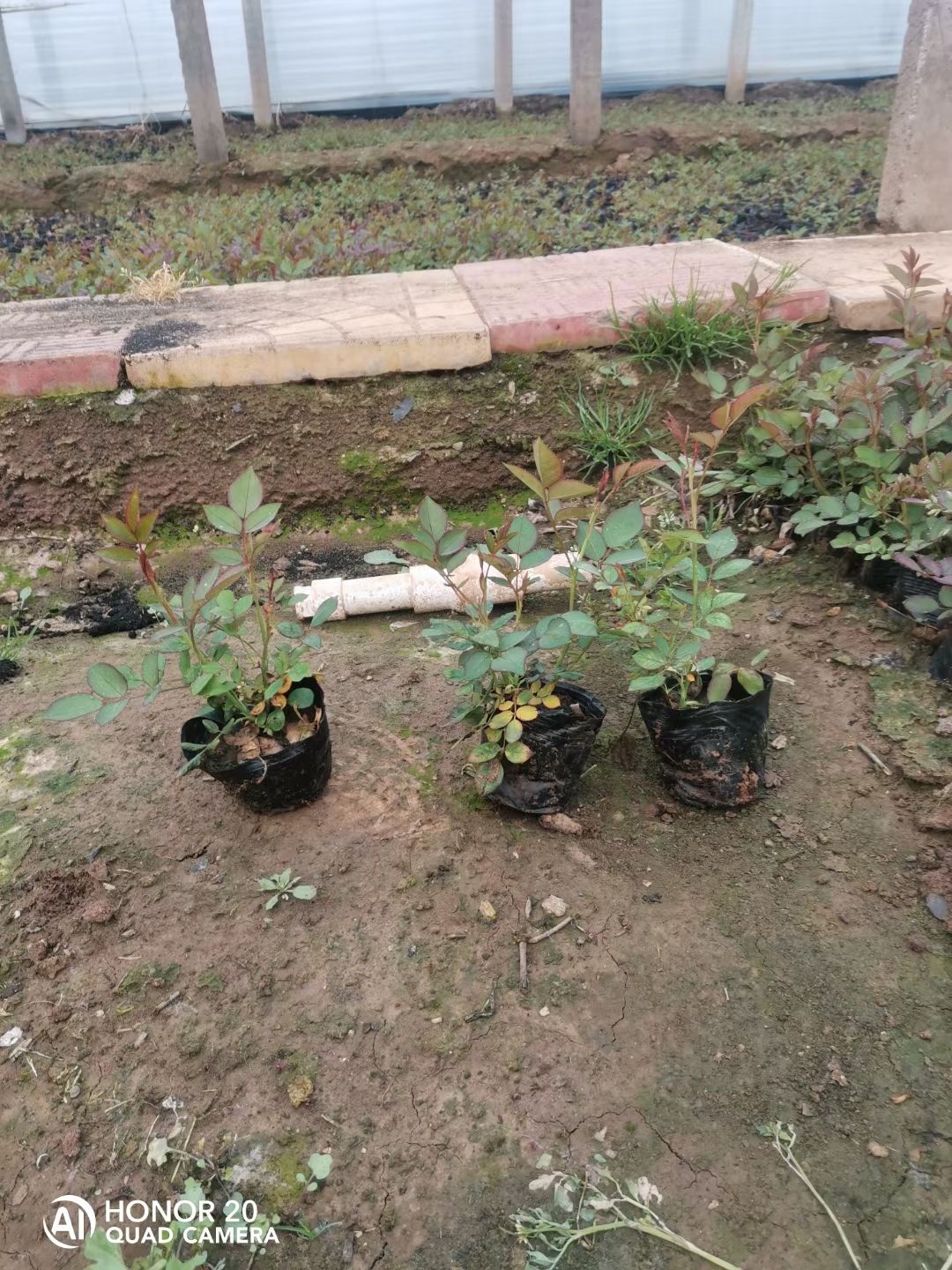 青州丰花月季种植基地
