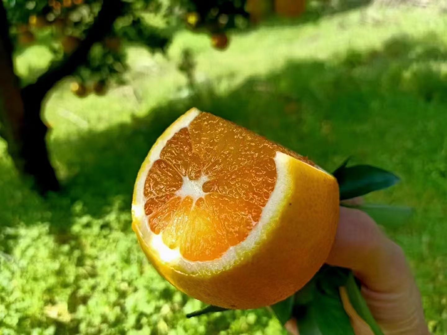 伦晚脐橙  伦晚鲜橙 【一件代发】3斤/5斤/9斤   对接